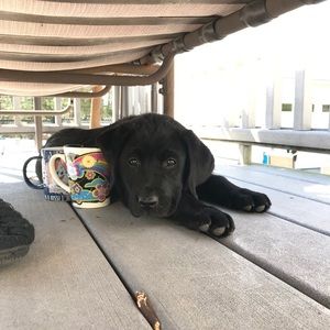 Meet your Posher, Cooper